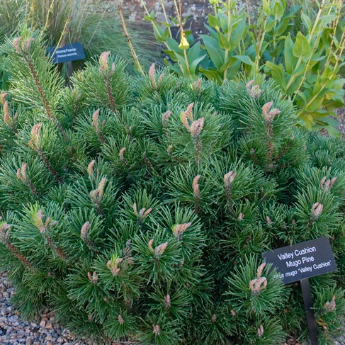Valley Cushion Dwarf Mugo Pine
